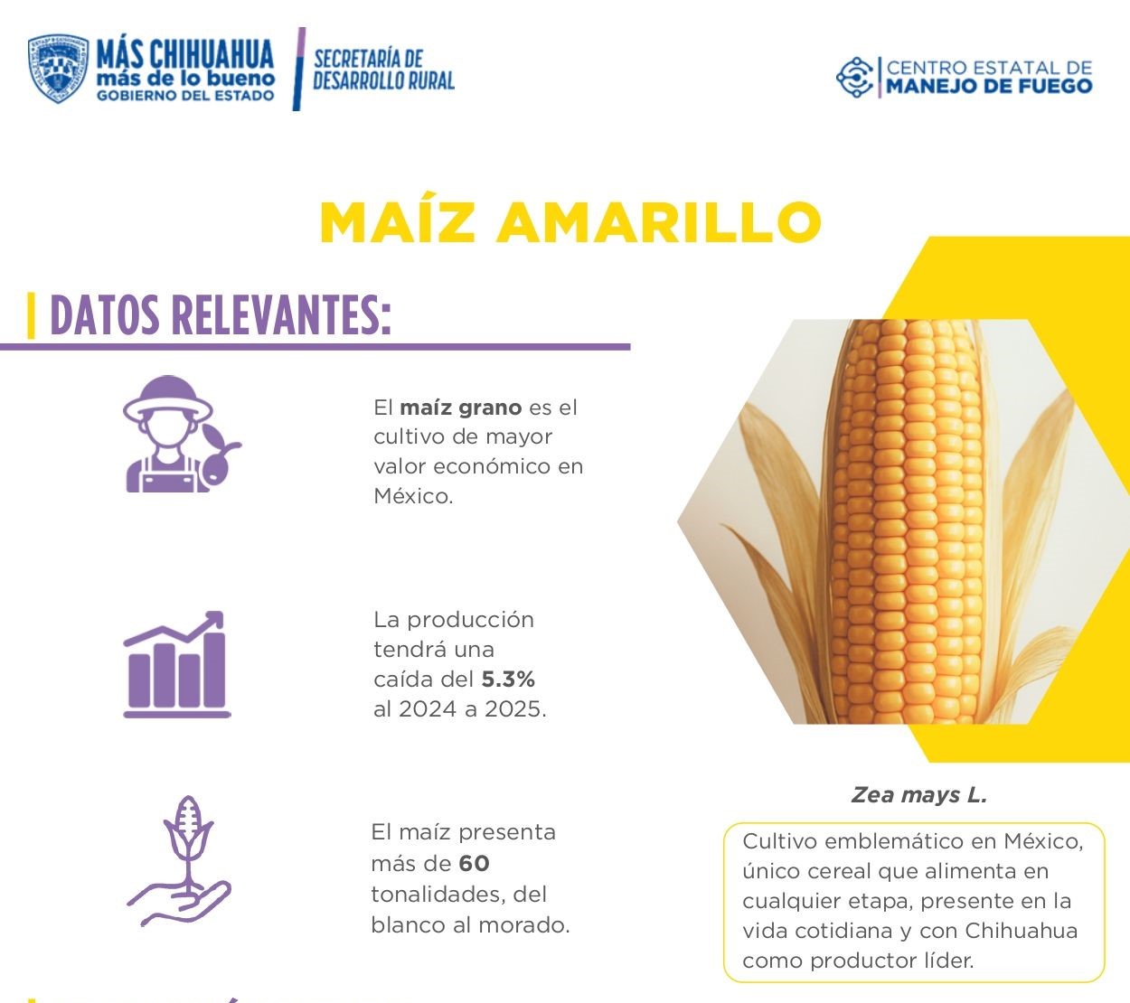 Maíz Amarillo